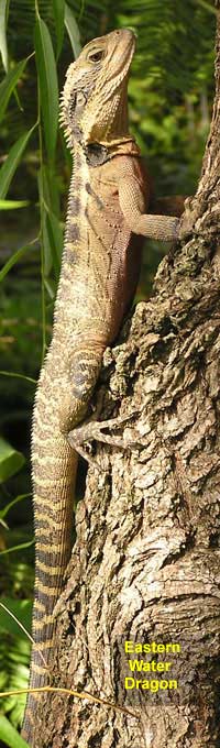 Eastern Water Dragon image p3270150b 175KB