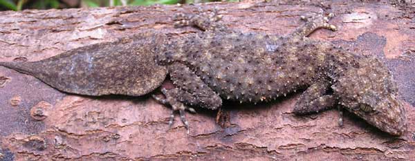 Southern Leaf-tailed Gecko