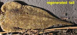 Southern Leaf-tailed Gecko