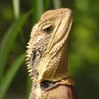Eastern Water Dragon