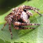 Jumping Spider