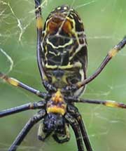Golden Orb-weaving Spider/