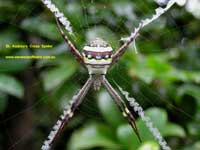 St Andrew's Cross Spider image pc280139 110KB