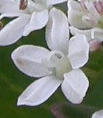 Platysace petal