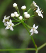 Platysace umbel