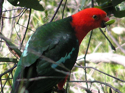 male Australian King-Parrot