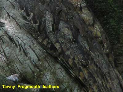 the Tawny Frogmouth feathers