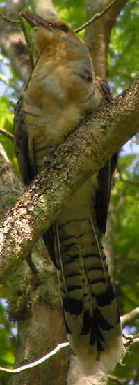 Channel-billed Cuckoo (juvenile)