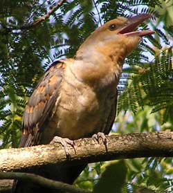 Juvenile Channel-billed Cuckoo