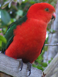 Australian King-Parrot (male)