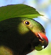 juvenile male Australian King-Parrot