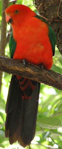 male Australian King-Parrot