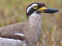 Beach Stone-curlew