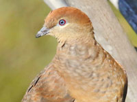 Brown Cuckoo-Dove (female)