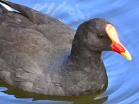 Dusky Moorhen