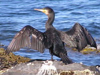 Great Cormorant