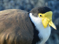 Masked Lapwing