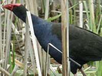 Purple Swamp Hen