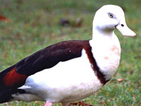Radjah Shelduck