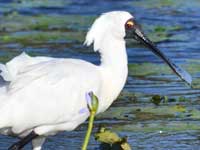 Royal Spoonbill