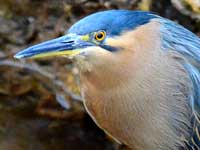 Striated Heron