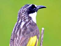 White-cheeked Honeyeater