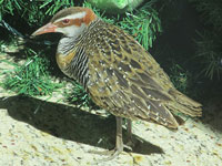 Buff-banded Rail