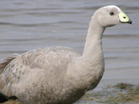 Cape Barren Goose