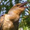 Channel-billed Cuckoo (juvenile) profile