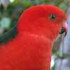 Australian King-Parrot profile