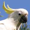 Sulphur-crested Cockatoo profile