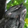 Tawny Frogmouth profile