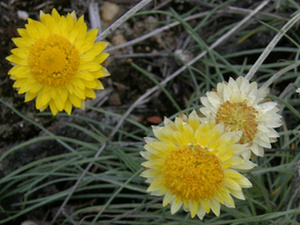 Pagoda Rock Daisy