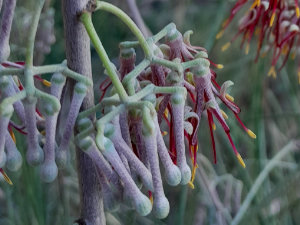 Sheoak Mistletoe