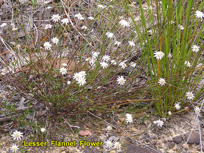 Lesser Flannel Flower