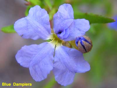 Blue Dampiera