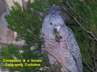 Conesticks & female Gang-gang Cockatoo