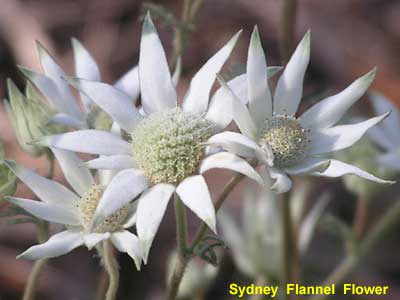 Sydney Flannel Flower