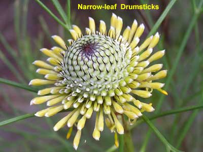 Narrow-leaf Drumsticks