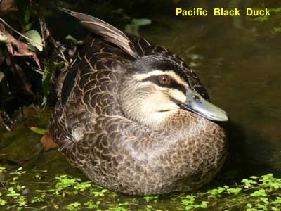 Pacific Black Duck