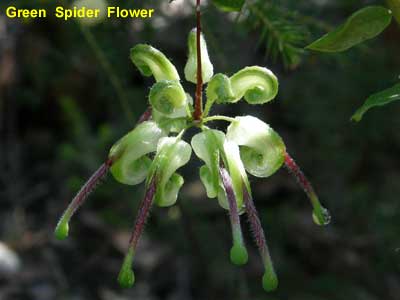 Green Spider Flower