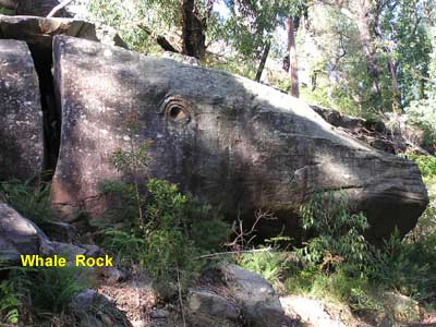 Whale Rock