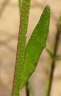 Blue Dampiera leaf