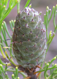 Conesticks fruit