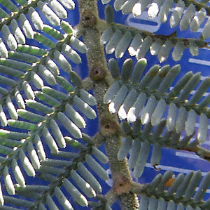 acacia glands