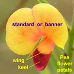 pea flower botany