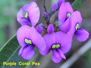Purple Coral Pea