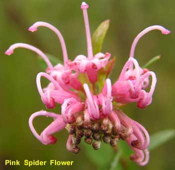 Pink Spider Flower