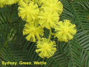 Sydney Green Wattle