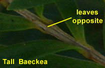 Tall Baeckea leaves